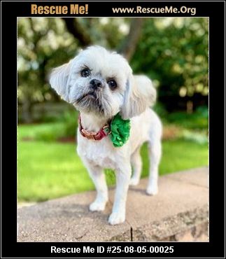 A Place of Hope Small Dog Rescue: Saving Lives, Spreading Joy