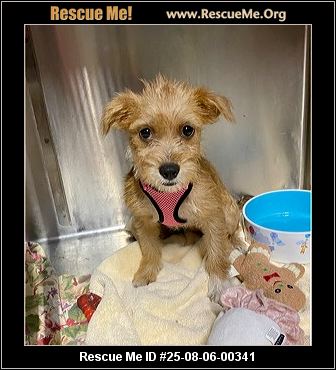 Yorkie Rescue New Jersey