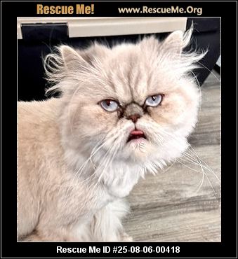Himalayan Cat Rescue: Save Lives, Find Forever Homes Today