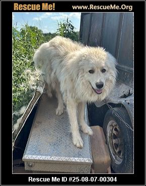 - Massachusetts Dog Rescue - ADOPTIONS - Rescue Me!