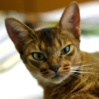 Connecticut Abyssinian Rescue