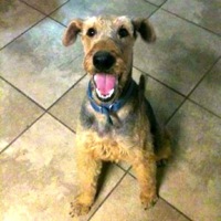 South Africa Airedale Rescue