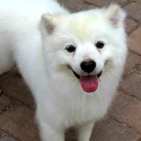 North Carolina American Eskimo Dog Rescue
