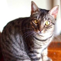 Louisiana American Shorthair Rescue