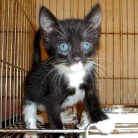 Maryland American Wirehair Rescue