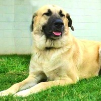 New Jersey Anatolian Shepherd Rescue