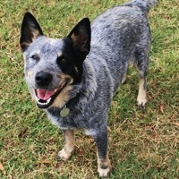 Tennessee Australian Cattle Dog Rescue