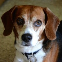 Georgia Beagle Rescue