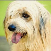 Maryland Bearded Collie Rescue