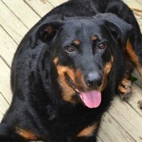 Tennessee Beauceron Rescue