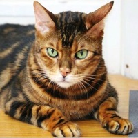 New Jersey Bengal Rescue
