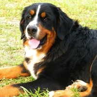 New Jersey Bernese Mountain Dog Rescue