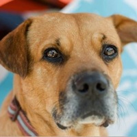New York Black Mouth Cur Rescue
