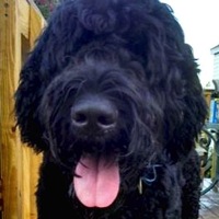 South Africa Black Russian Terrier Rescue