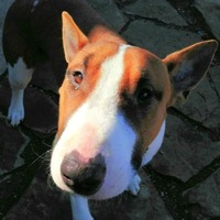 South Africa Bull Terrier Rescue