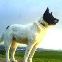 Maryland Canaan Dog Rescue