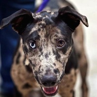 Tennessee Catahoula Rescue