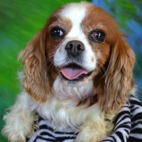 South Africa Cavalier Rescue