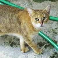 Wyoming Chausie Rescue