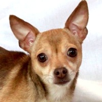 Arkansas Chihuahua Rescue