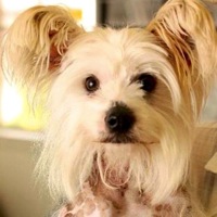 Mississippi Chinese Crested Rescue