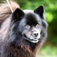 Wyoming Chow Chow Rescue
