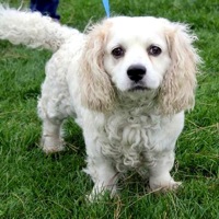 South Africa Clumber Spaniel Rescue