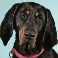 Idaho Black and Tan Coonhound Rescue