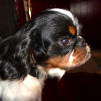 Tennessee English Toy Spaniel Rescue