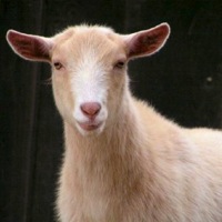 Oregon Farm Animal Rescue