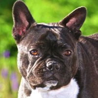 Tennessee French Bulldog Rescue