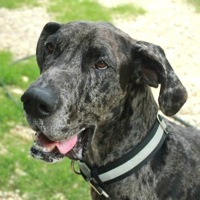 South Africa Great Dane Rescue