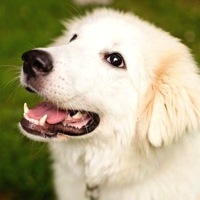 North Dakota Great Pyrenees Rescue