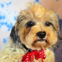 Tennessee Havanese Rescue