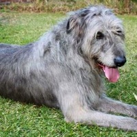 Kansas Irish Wolfhound Rescue