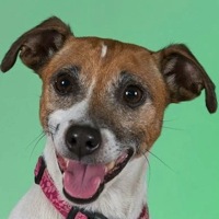 Texas Jack Russell Rescue