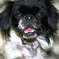 New Jersey Japanese Chin Rescue