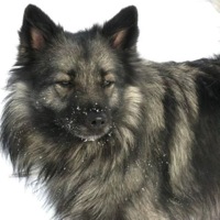 Maine Keeshond Rescue