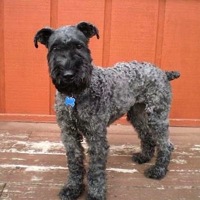 Kerry Blue Terrier Rescue ― ADOPTIONS