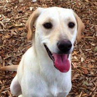 Tennessee Lab Rescue
