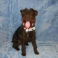 Oklahoma Lakeland Terrier Rescue