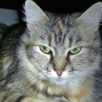 Germany Maine Coon Rescue