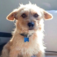 Nevada Norfolk Terrier Rescue