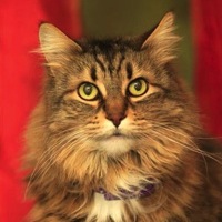 Tennessee Norwegian Forest Cat Rescue