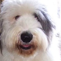 South Africa Old English Sheepdog Rescue