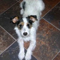 Montana Parson Russell Terrier Rescue