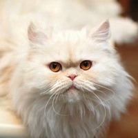 Kansas Persian Rescue