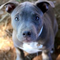 Ohio Pit Bull Rescue