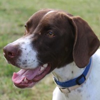 Tennessee Pointer Rescue