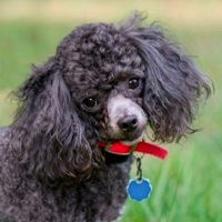 Wisconsin Poodle Rescue